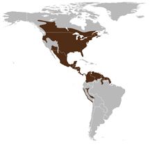 map of showing that white-tailed deer live in most of the US and Cental America, Western Canada, and some of northern South America