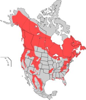 map showing the wide range of black bears in Canada, the Rockie and Appalachian Mountains, and several other places in the United States and Mexico